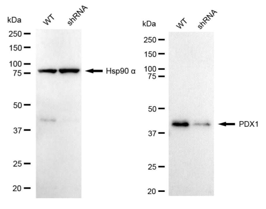 PDX-1/IPF1 Antibody (24GB1380)