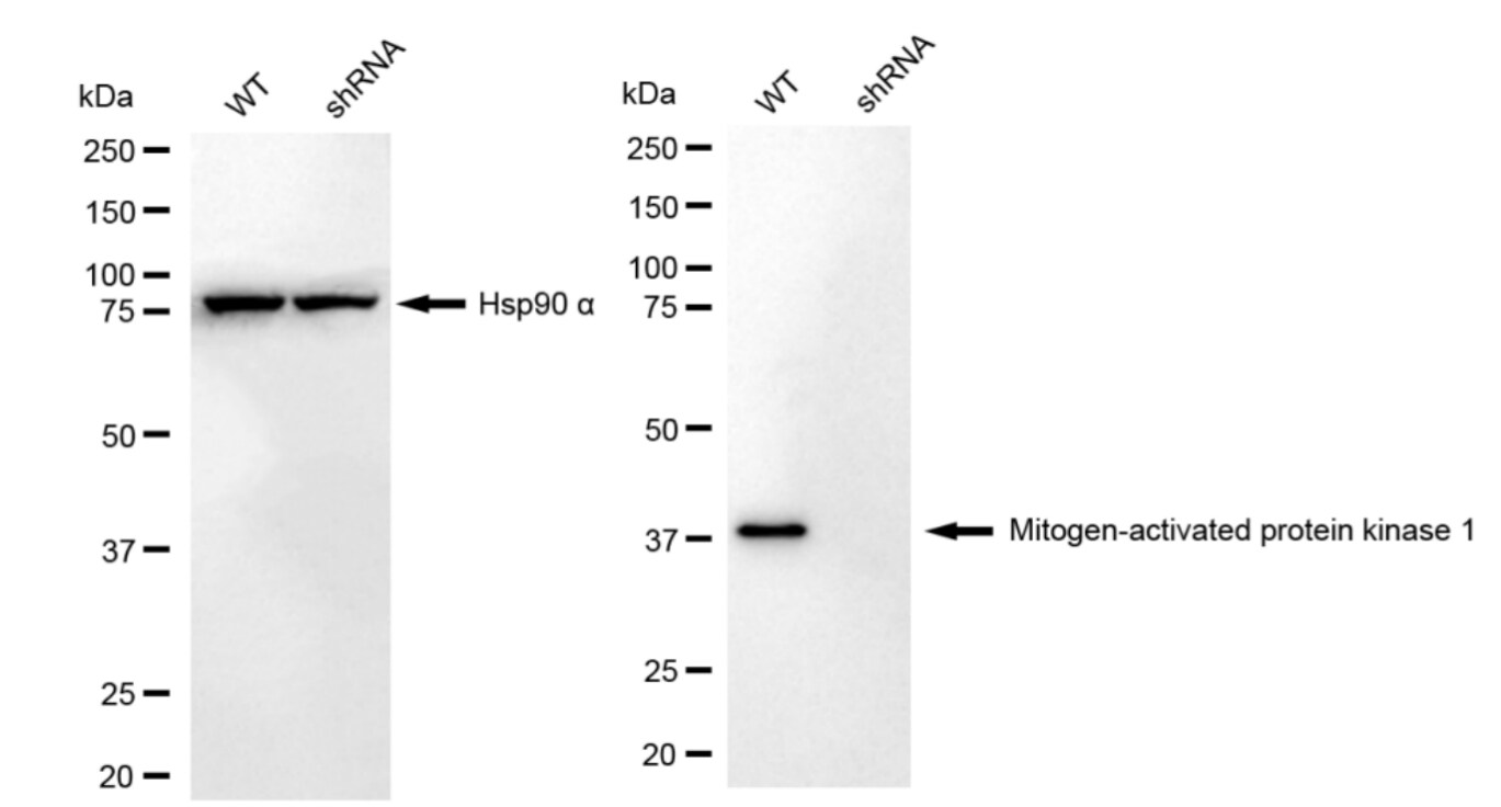 ERK2 Antibody (24GB3095)