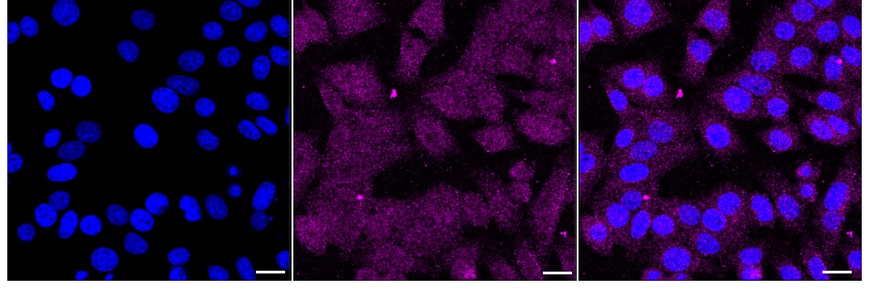Rad21 Antibody (24GB1390)