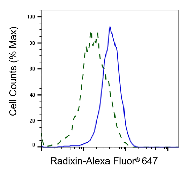 Radixin Antibody (24GB1420)