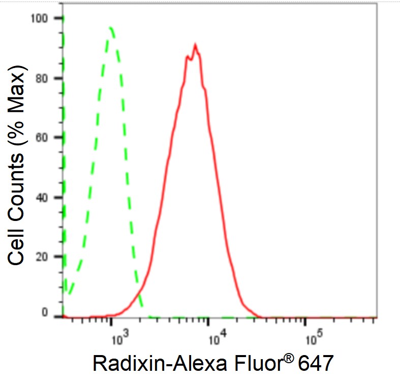 Radixin Antibody (24GB1420)