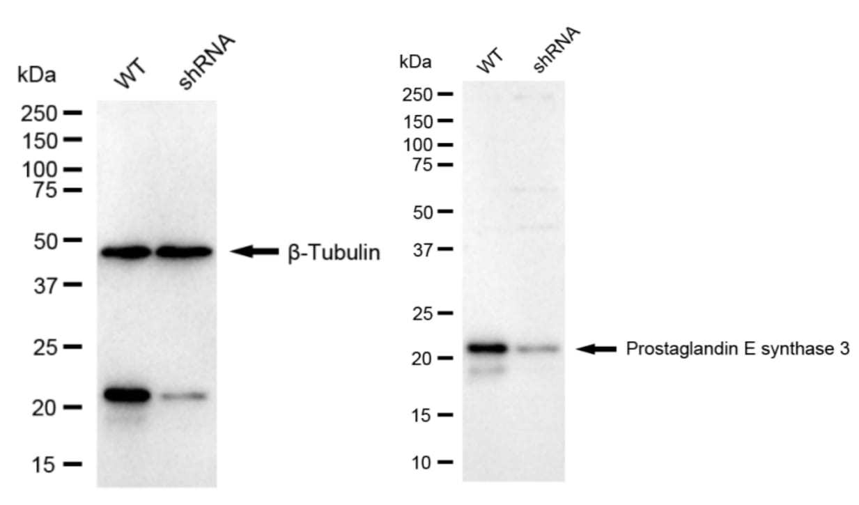 p23/PTGES3 Antibody (24GB1470)