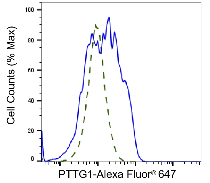 PTTG1 Antibody (24GB1495)