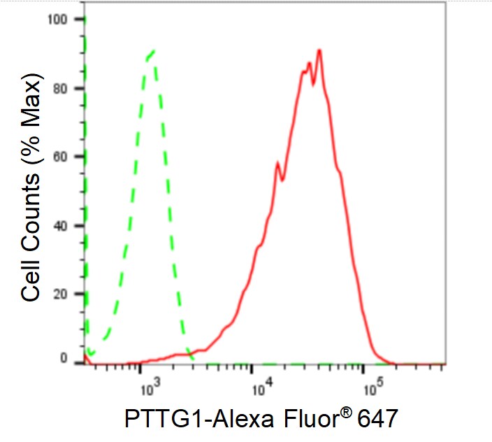 PTTG1 Antibody (24GB1495)