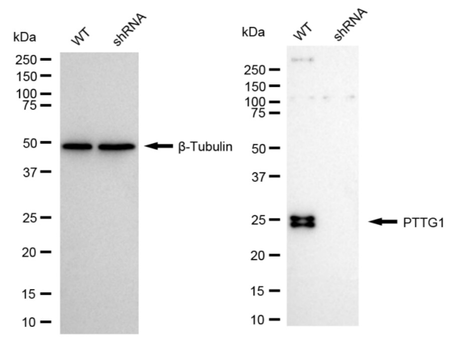 PTTG1 Antibody (24GB1495)