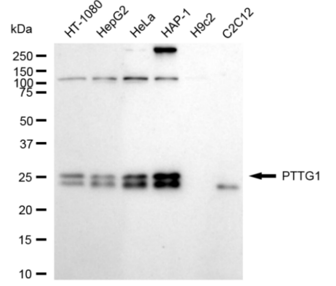 PTTG1 Antibody (24GB1495)