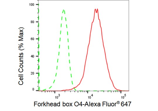 FOXO4 Antibody (23GB1470)