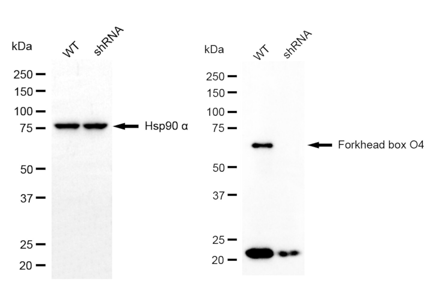 FOXO4 Antibody (23GB1470)