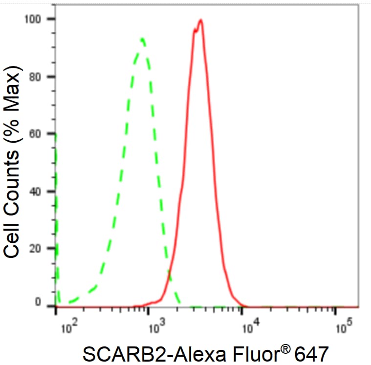 LIMPII/SR-B2 Antibody (24GB1520)