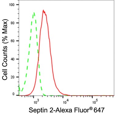Septin-2 Antibody (24GB1525)