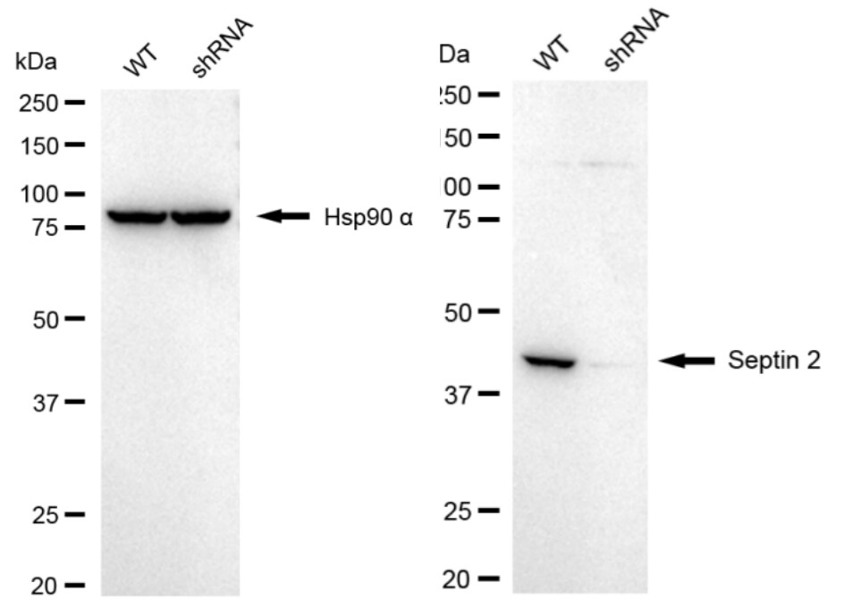 Septin-2 Antibody (24GB1525)