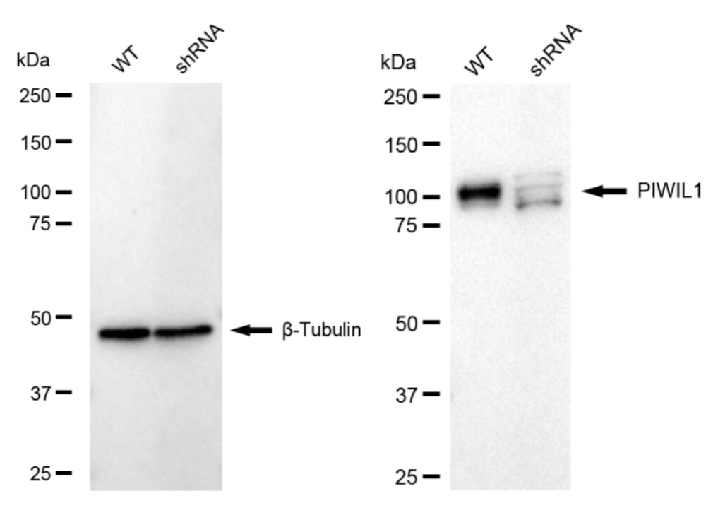 PIWIL1/HIWI Antibody (24GB1545)
