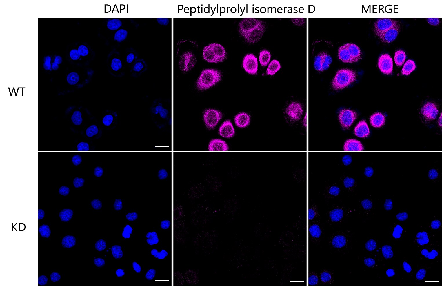 Cyclophilin 40 Antibody (24GB1560)