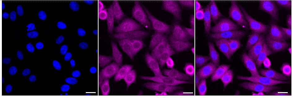 Cyclophilin 40 Antibody (24GB1560)