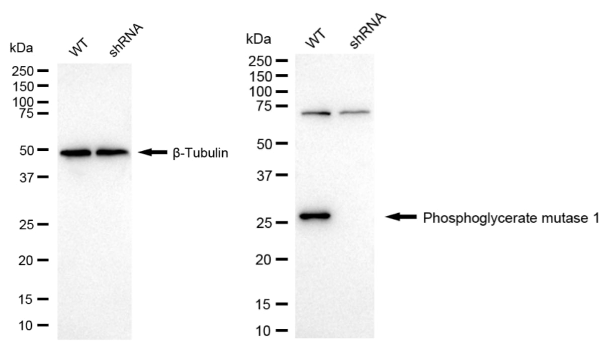 PGAM1 Antibody (24GB1635)