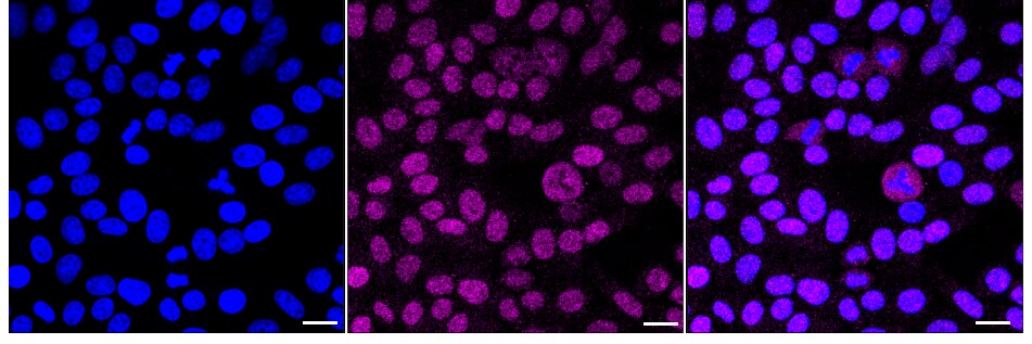 USP39 Antibody (24GB1810)