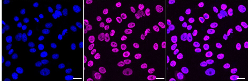 TAF15 Antibody (24GB1830)