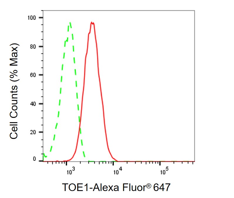 TOE1 Antibody (24GB1860)