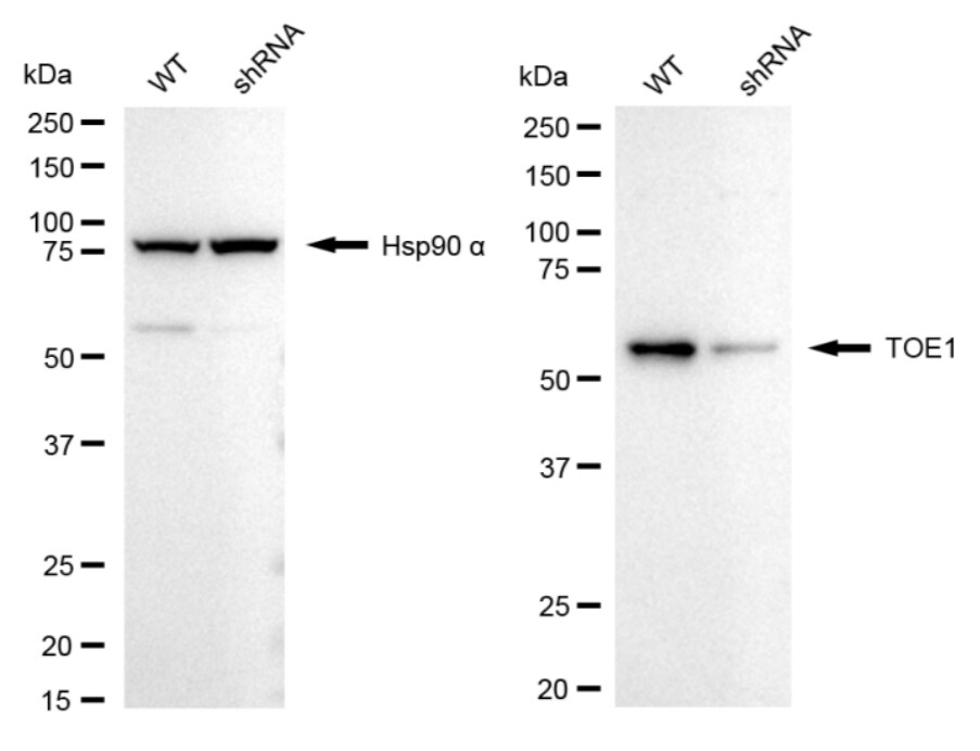 TOE1 Antibody (24GB1860)