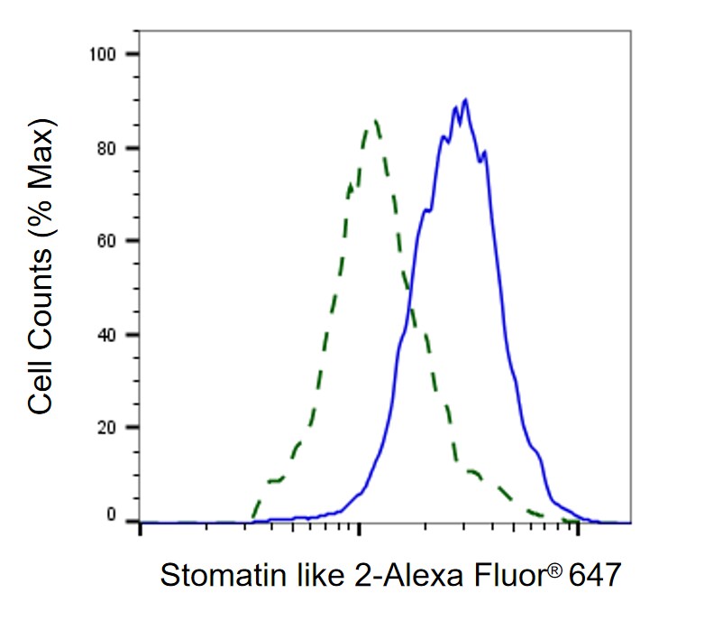 SLP-2 Antibody (24GB1870)