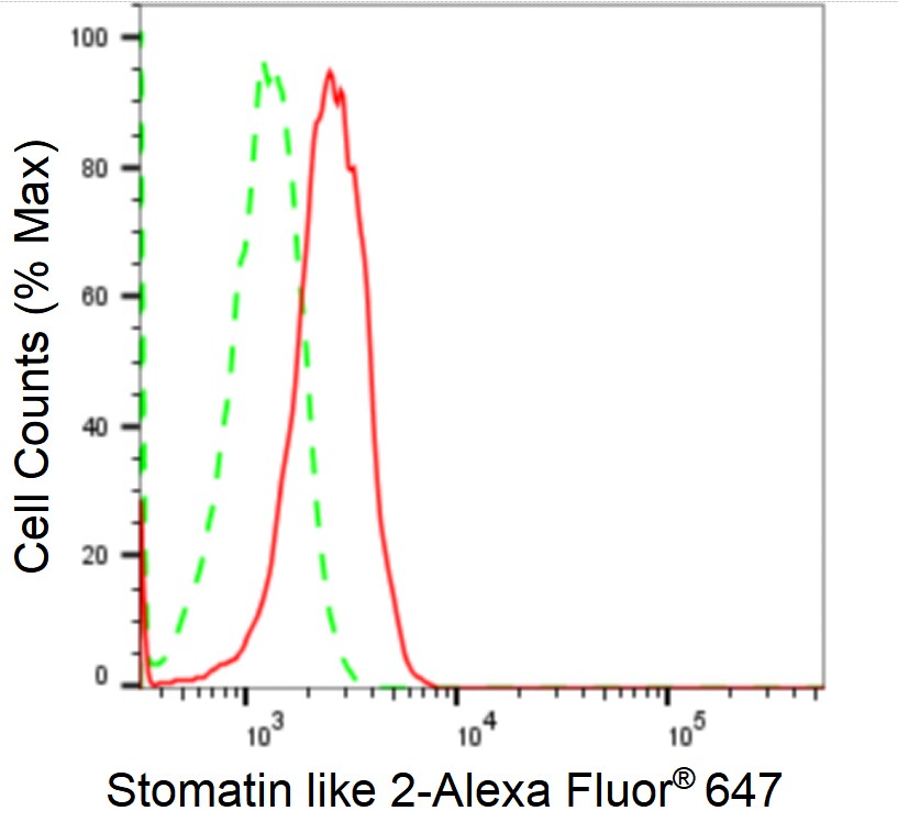 SLP-2 Antibody (24GB1870)