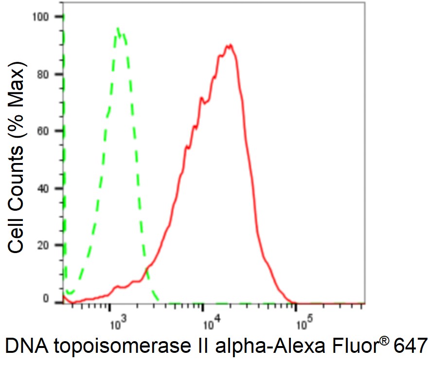 TOP2A Antibody (24GB1915)