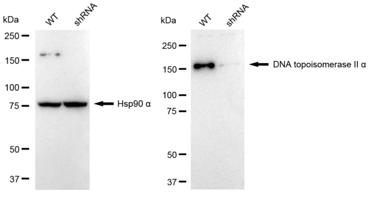 TOP2A Antibody (24GB1915)