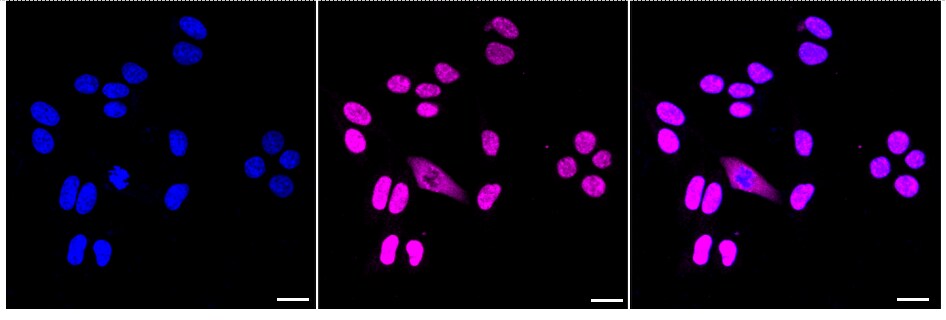 USP39 Antibody (24GB1930)