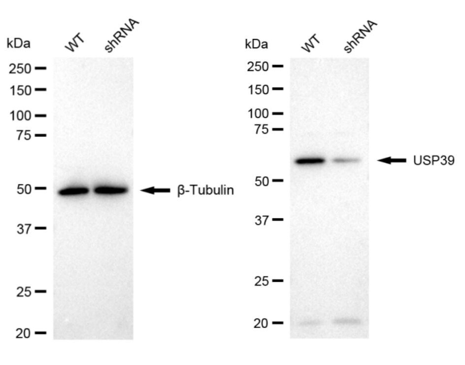 USP39 Antibody (24GB1930)