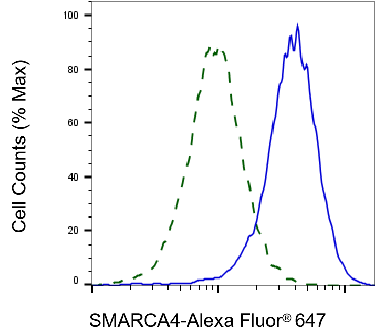 Brg1 Antibody (24GB2065)