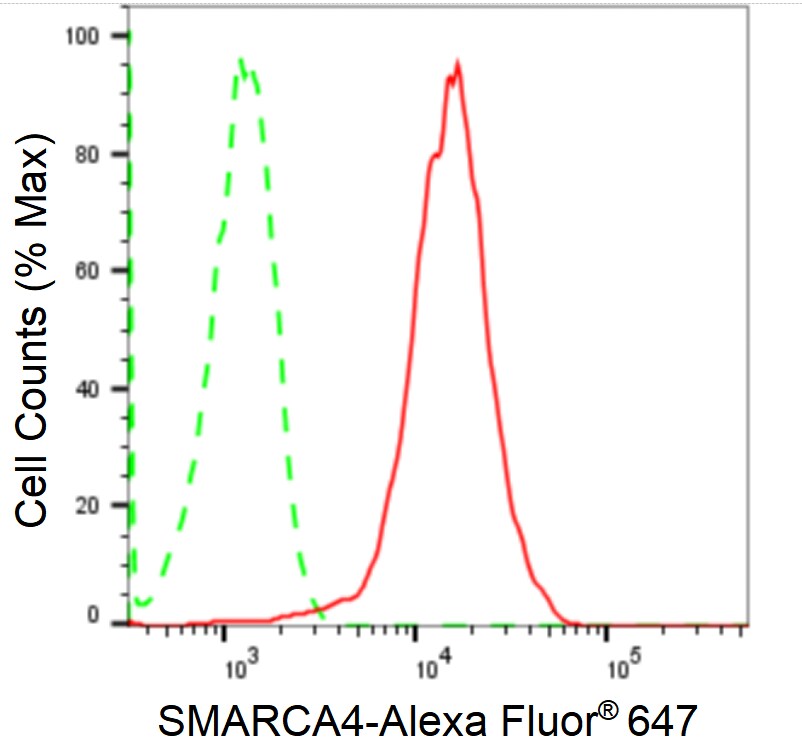 Brg1 Antibody (24GB2065)