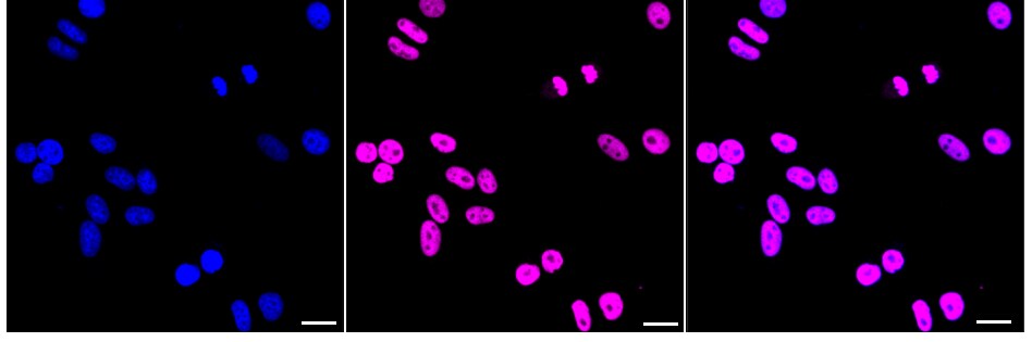 Brg1 Antibody (24GB2065)