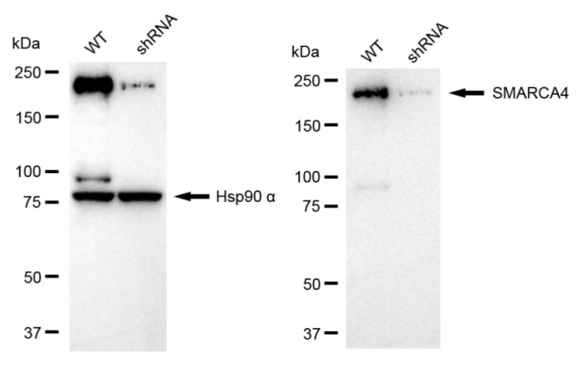 Brg1 Antibody (24GB2065)