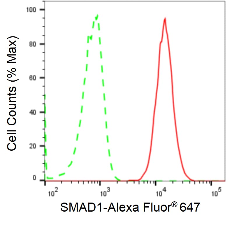 Smad1 Antibody (24GB2100)
