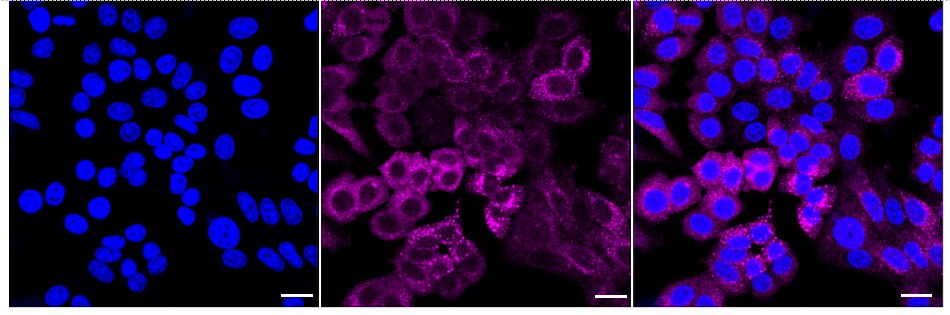 TFG Antibody (24GB2115)