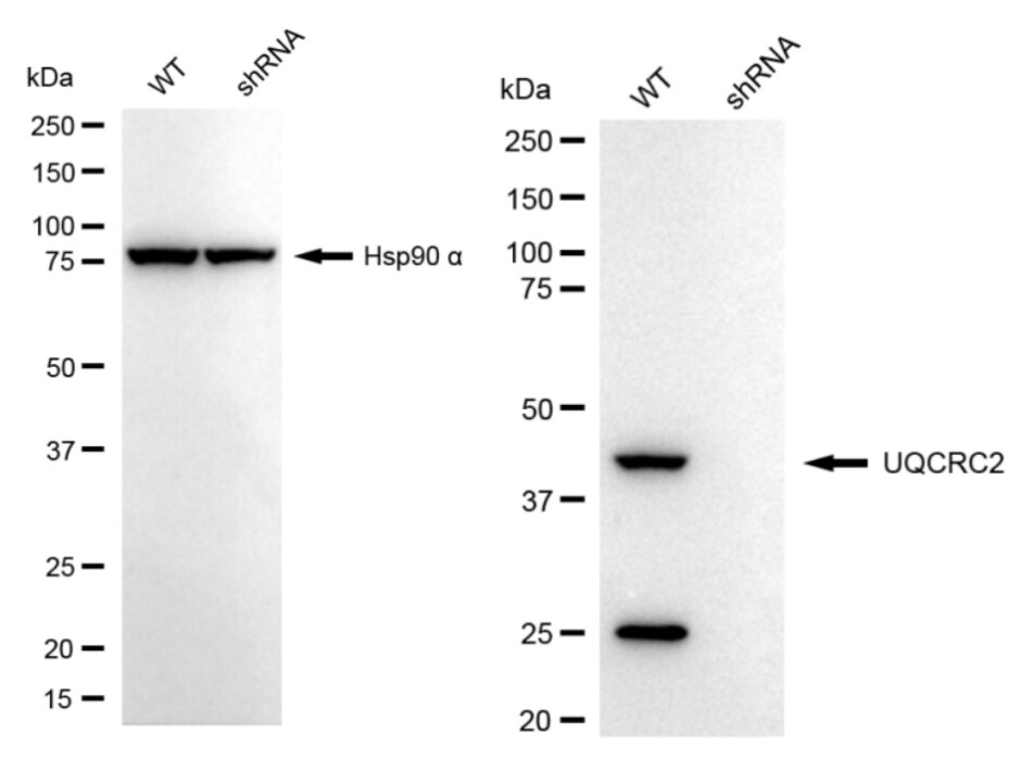 UQCRC2 Antibody (24GB2220)