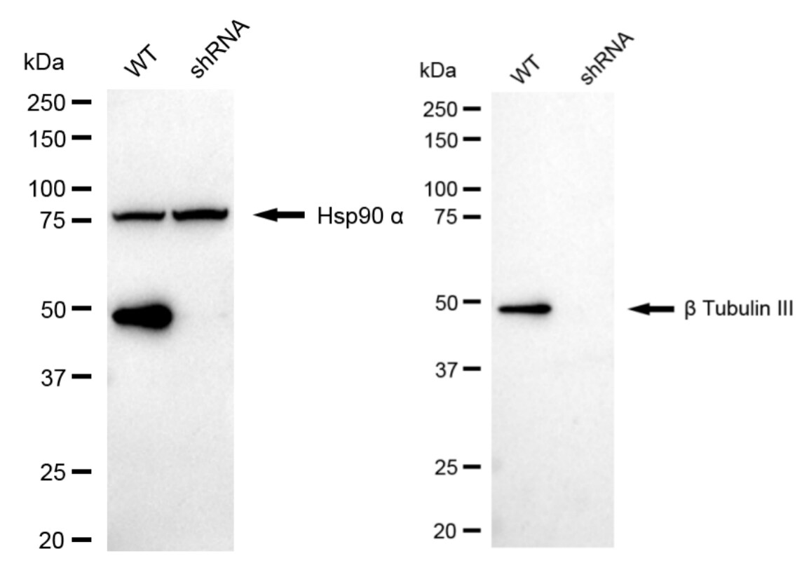 beta-III Tubulin Antibody (24GB1740)