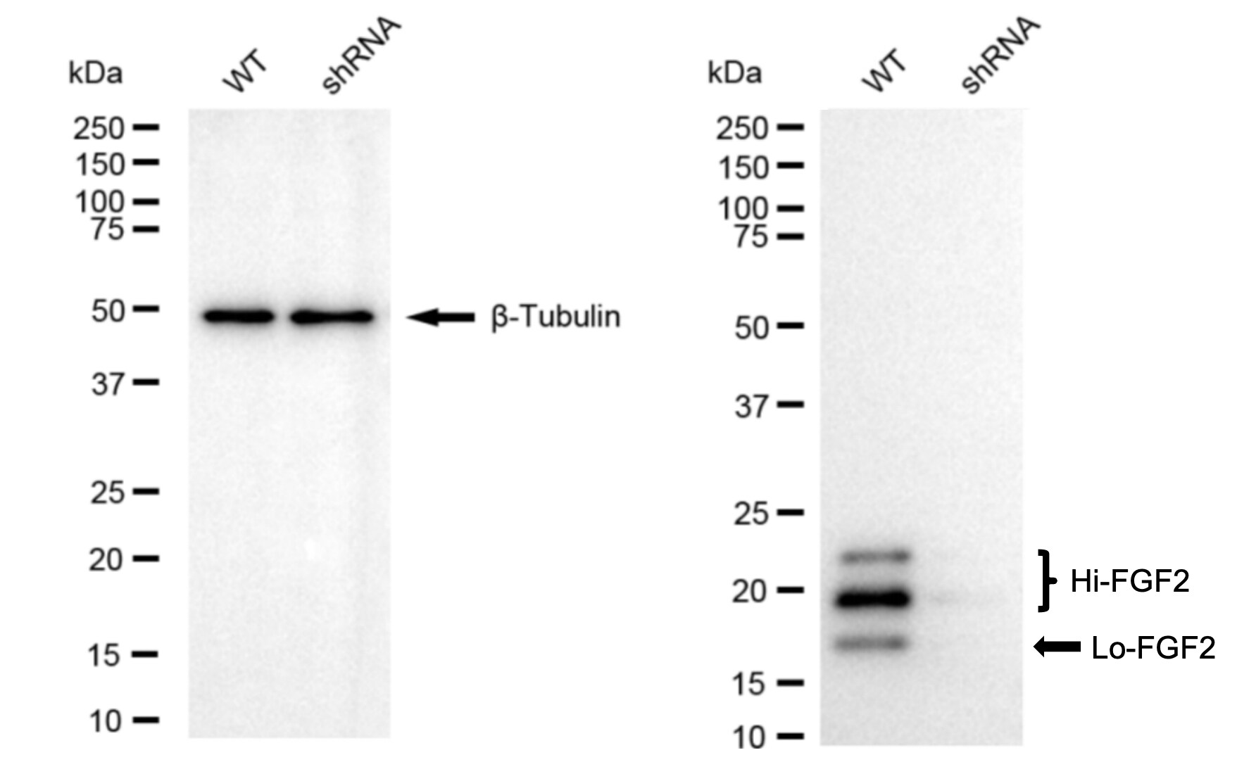 FGF basic/FGF2/bFGF Antibody (24GB4420)