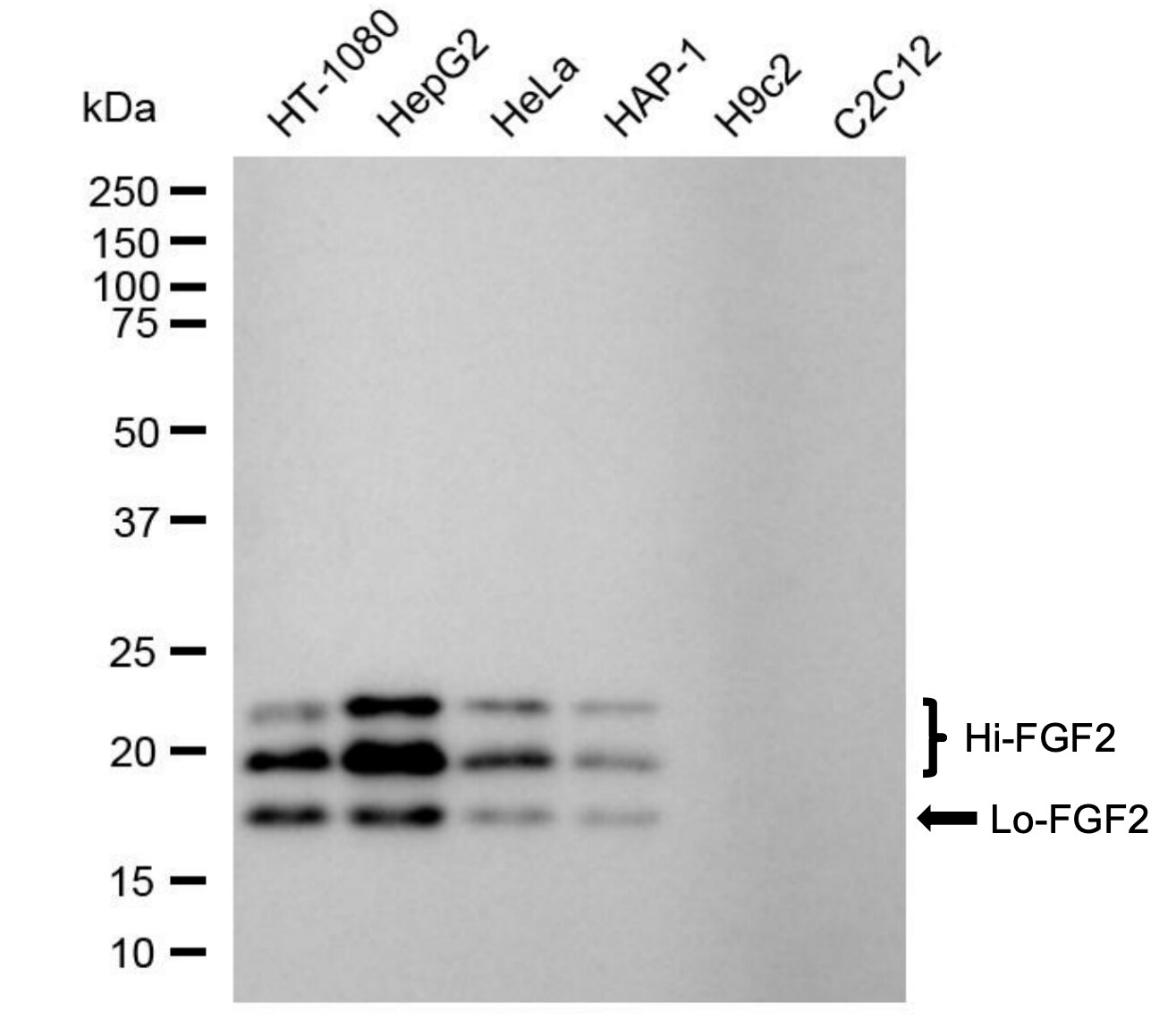 FGF basic/FGF2/bFGF Antibody (24GB4420)