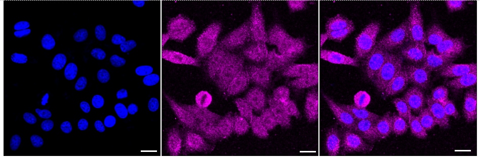 VEGF-D Antibody (24GB1750)