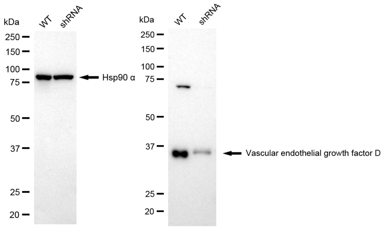 VEGF-D Antibody (24GB1750)
