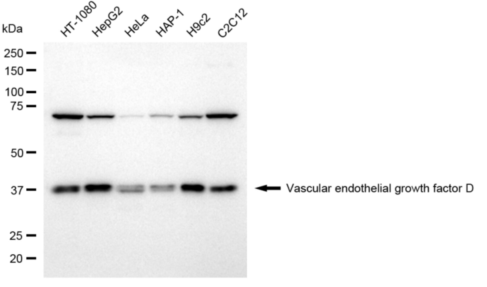 VEGF-D Antibody (24GB1750)