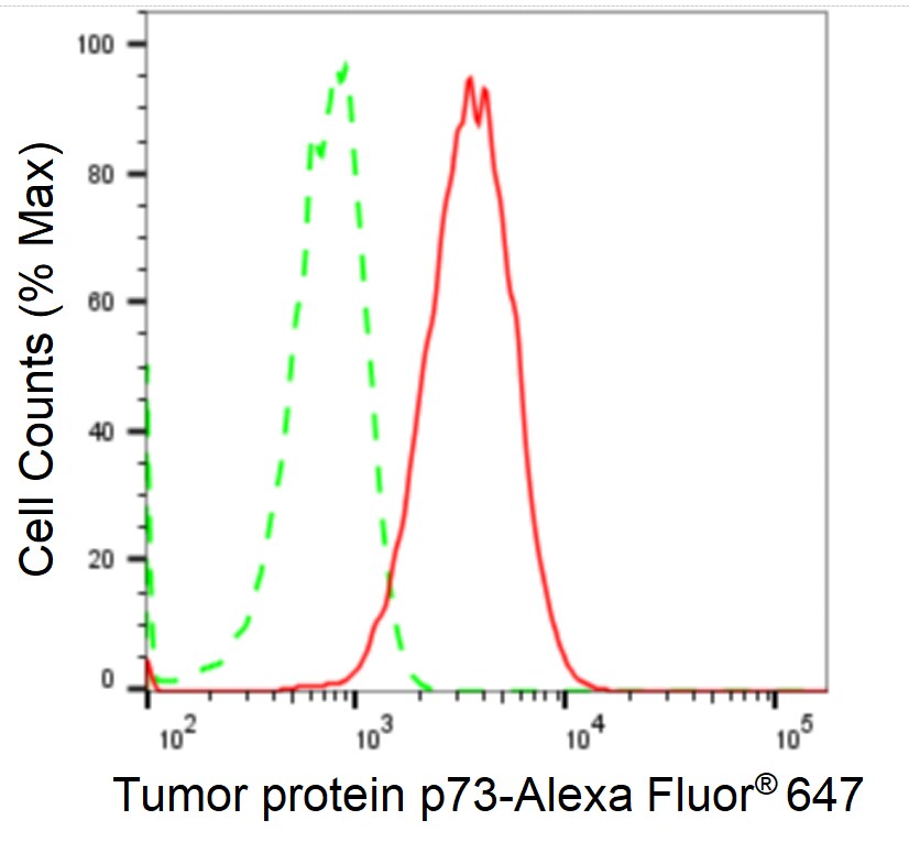 p73 Antibody (24GB2040)