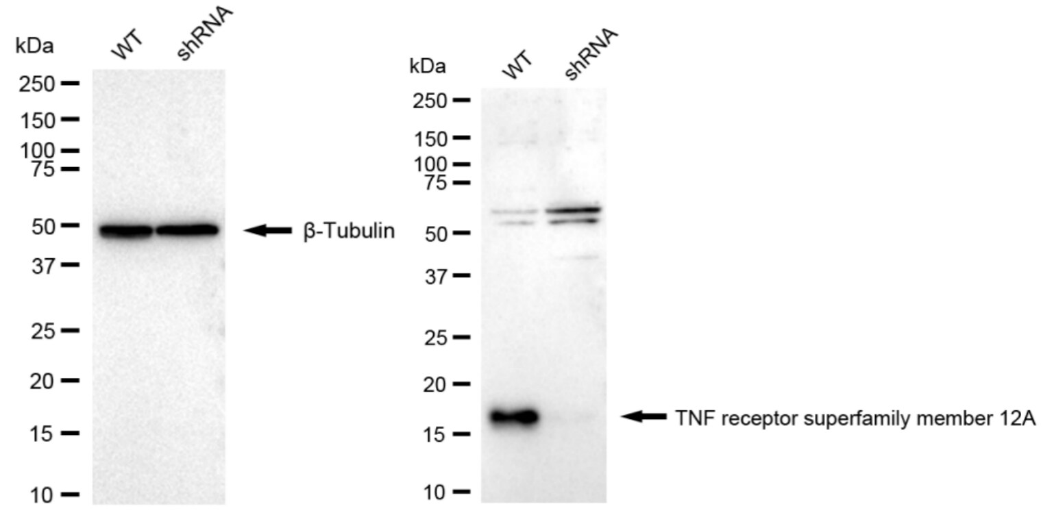 TWEAK R/TNFRSF12 Antibody (24GB2070)