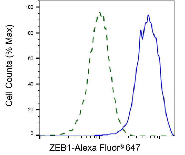 ZEB1 Antibody (24GB2265)