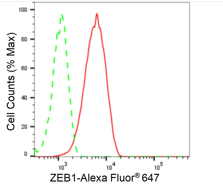 ZEB1 Antibody (24GB2265)