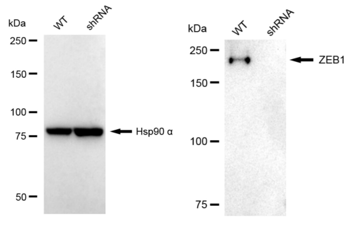 ZEB1 Antibody (24GB2265)