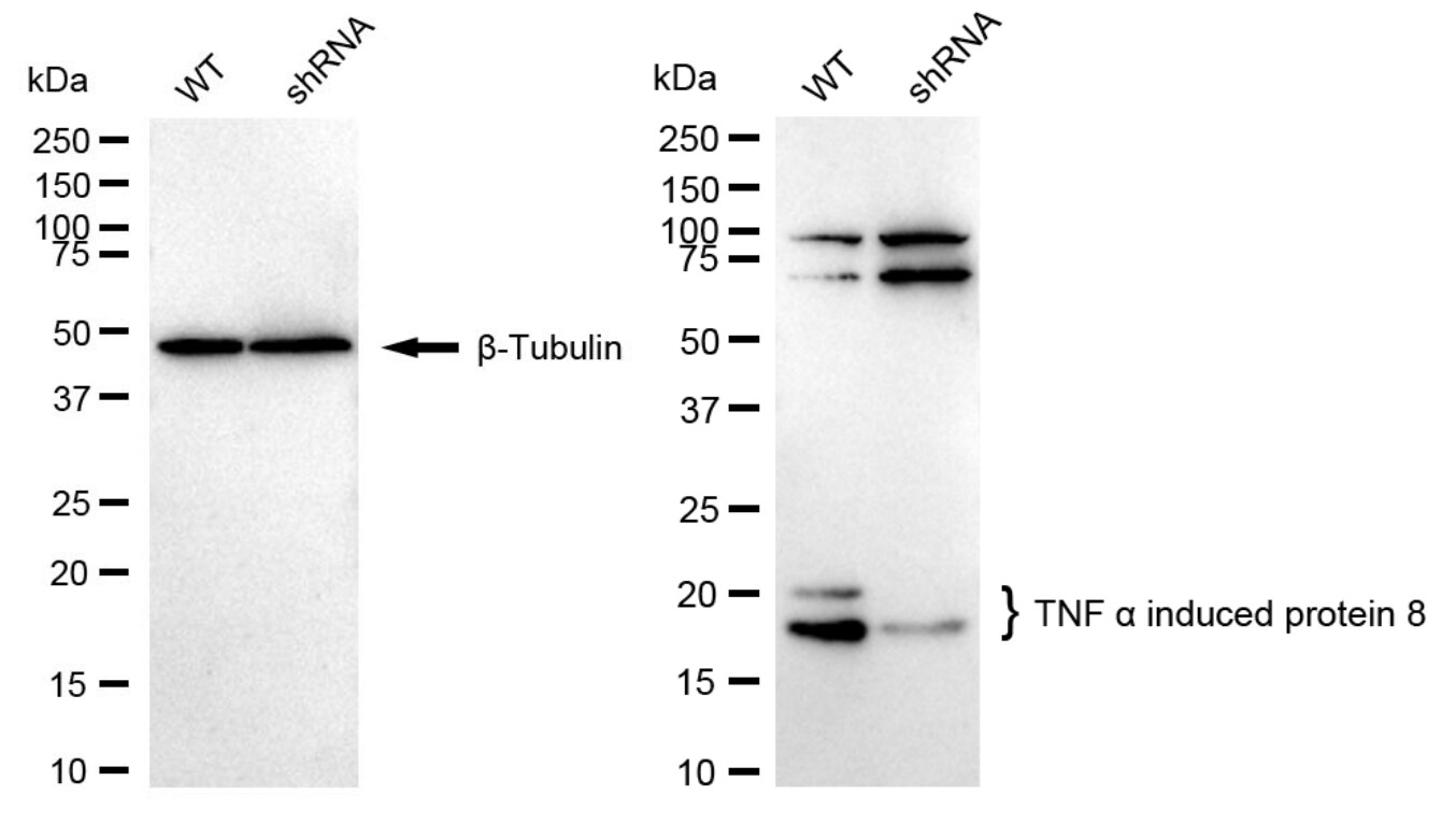 TNFAIP8 Antibody (24GB2315)