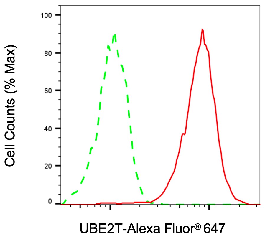 UBE2T Antibody (24GB2350)