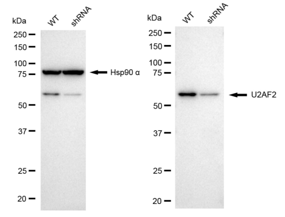 U2AF2 Antibody (24GB2465)